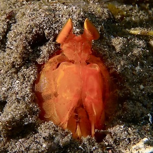 Golden Mantis Shrimp