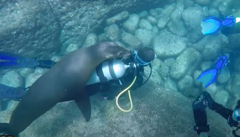 Sea Lion holding on to scuba diver