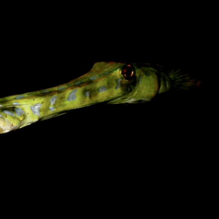 Cornetfish in the open ocean at night