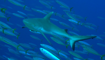 Shark swimming with a school of fusilier