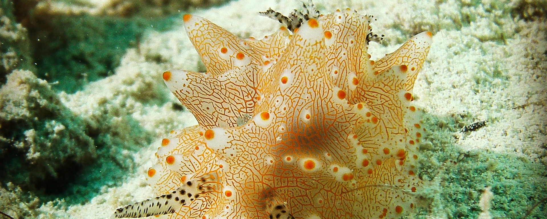 Halgerda batangas, Nudibranch on sea floor