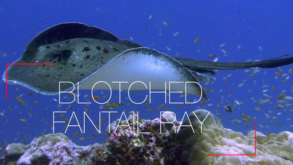 Blotched Fantail Ray at a cleaning station