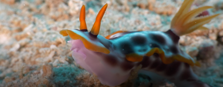 Ocean Floor Creatures: Nudibranch