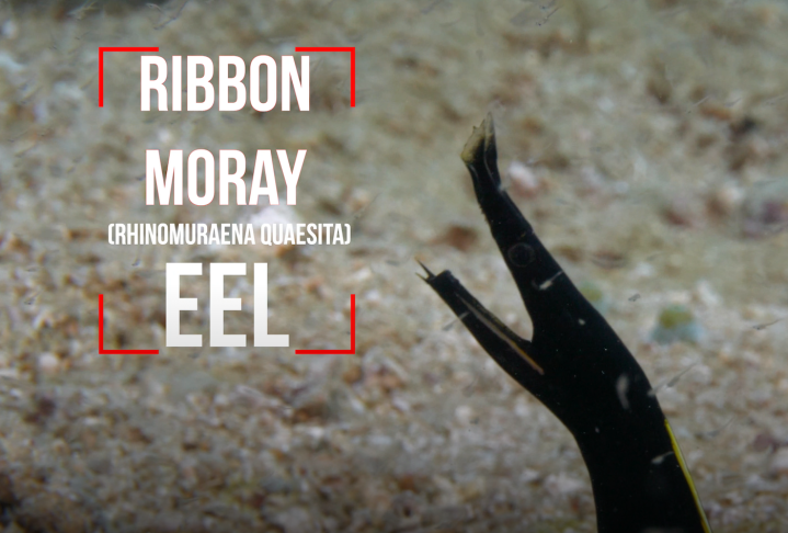 Juvenile Black Ribbon Eel – Puerto Galera